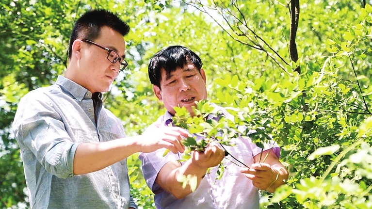 九色视频
褥疮烧伤科赵文斌正在山上采摘药材